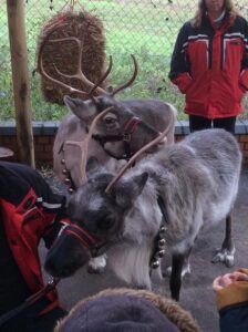 reindeer