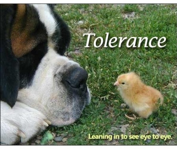 dog and chick tolerance meaning